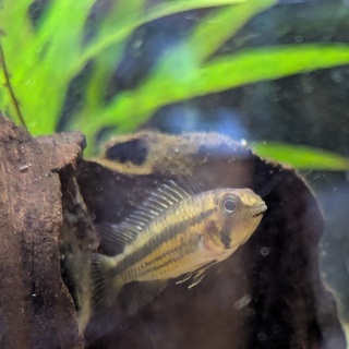 Apistogramma juruensis