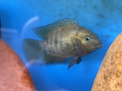 Australoheros scitulus