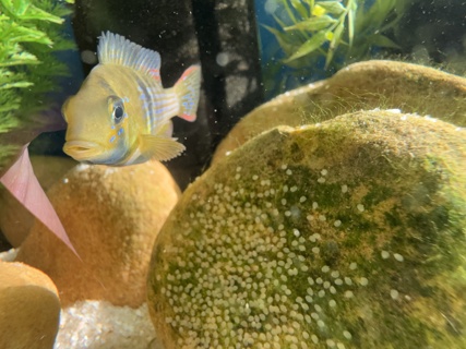 Gymnogeophagus terrapurpura