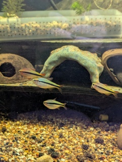 Hyphessobrycon melanostichos