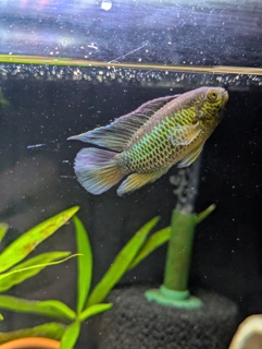 Nannacara anomala