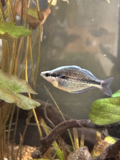 Melanotaenia kamaka