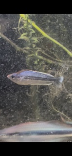 Melanotaenia pygmaea