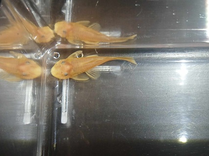 Ancistrus sp. (Blue-Eyed Lemon)