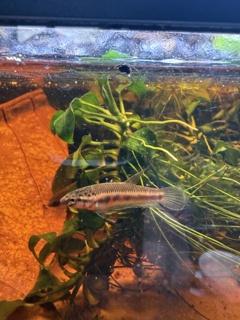 Betta rubra