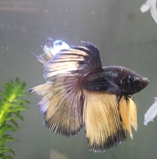 Betta splendens