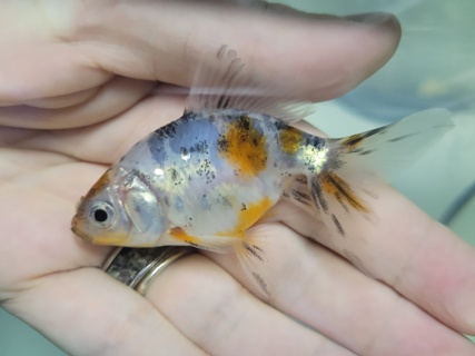 Carassius auratus auratus