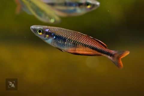 Melanotaenia Susi