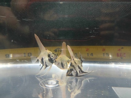 Pterophyllum scalare